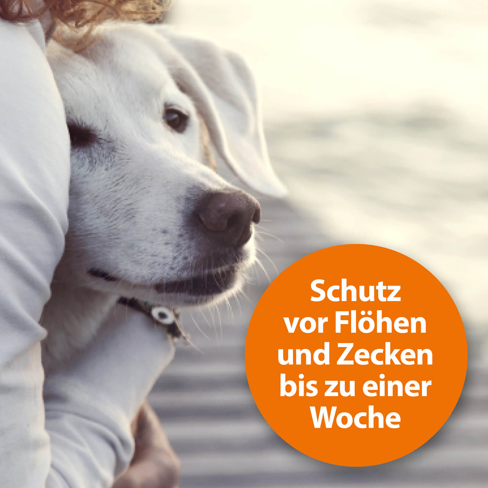 ardap-repell-flohspray-f-r-hunde-katzen-250-ml image 4