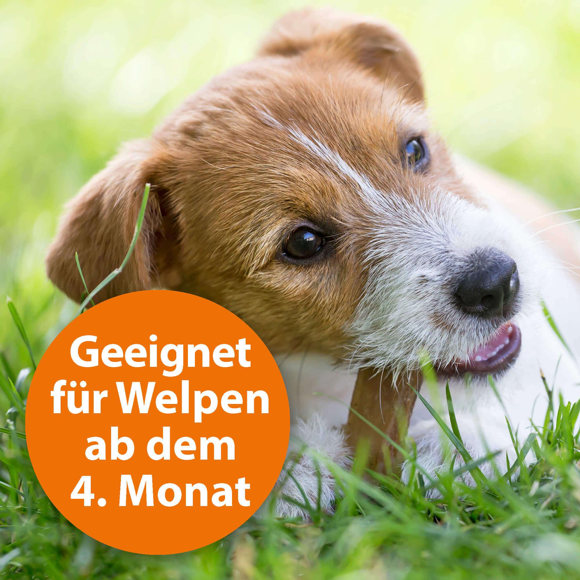 ardap-repell-zecken-flohhalsband-f-r-hunde-klein-pyrethrum image 7