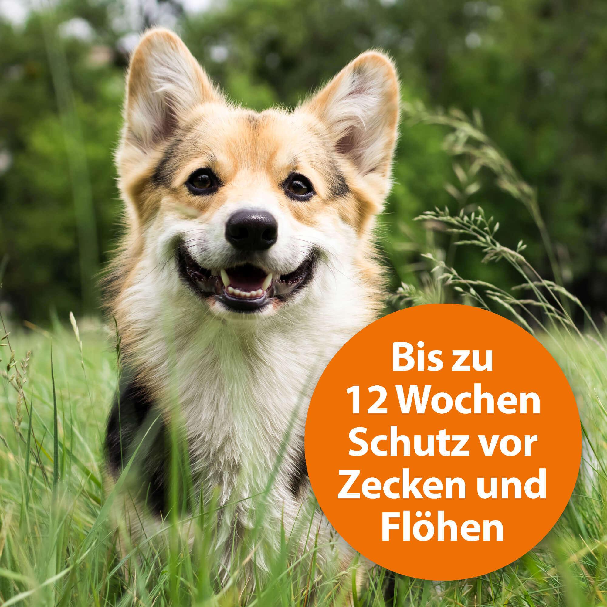 ardap-spot-on-f-r-mittelgro-e-hunde-10-25-kg-zeckenschutz image 5