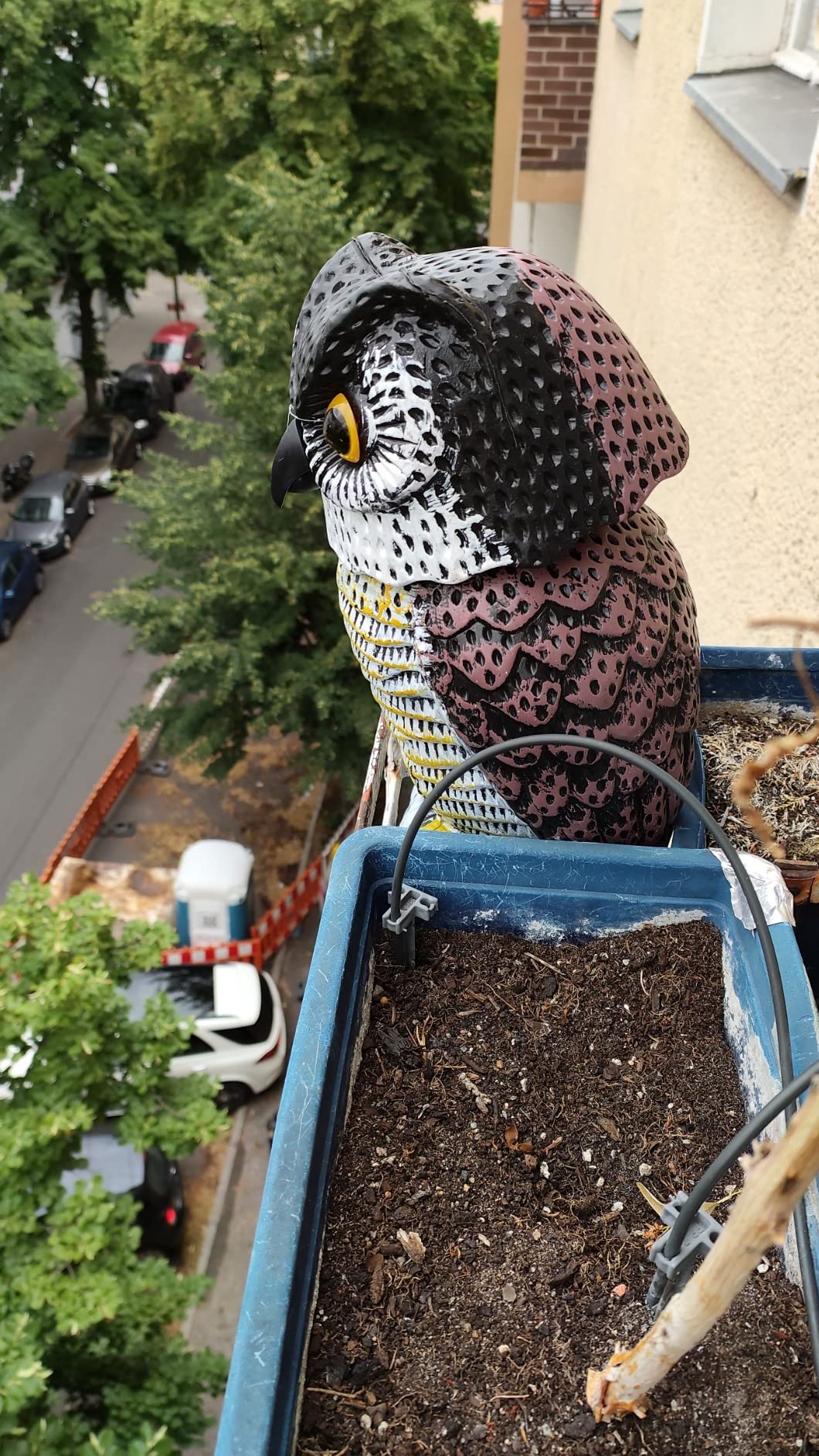 Tauben bleiben weg