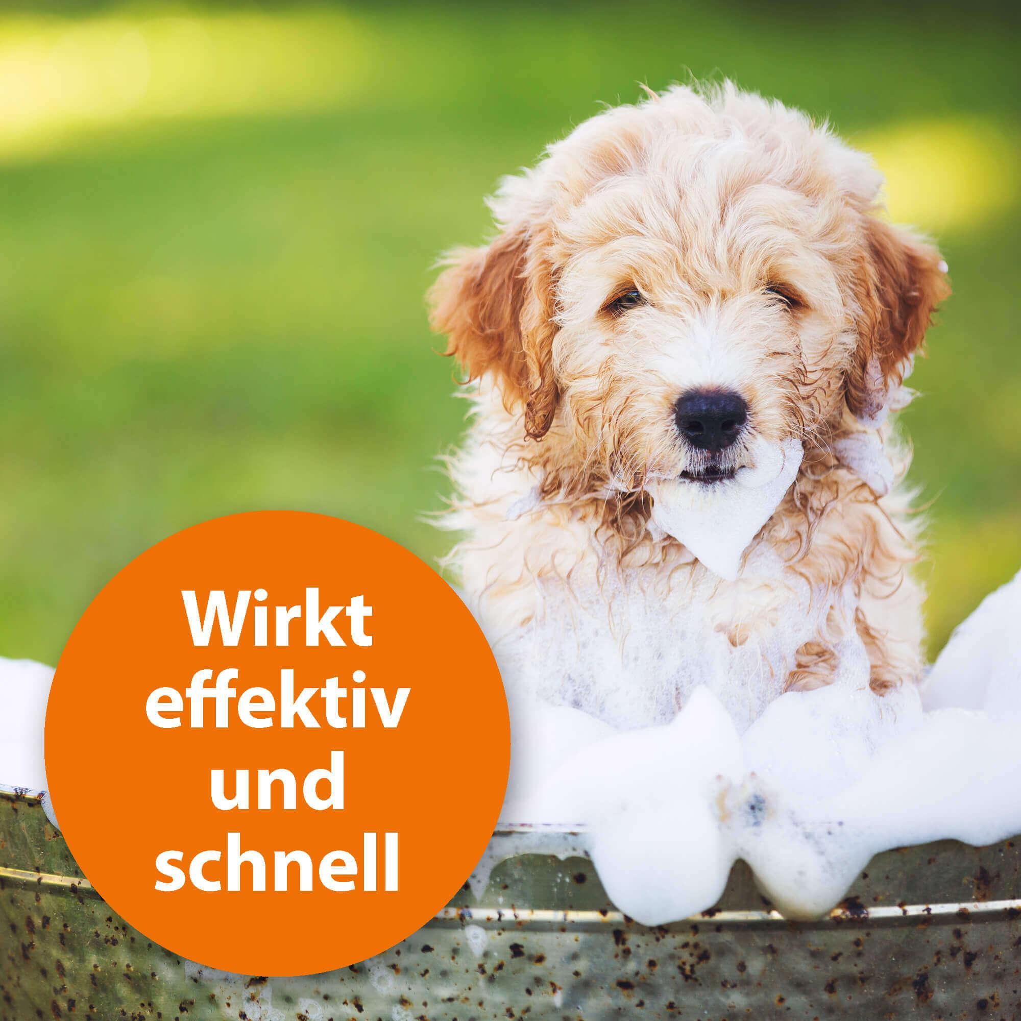 ardap-anti-floh-hundeshampoo-250-ml-mit-lavendel-l image 3