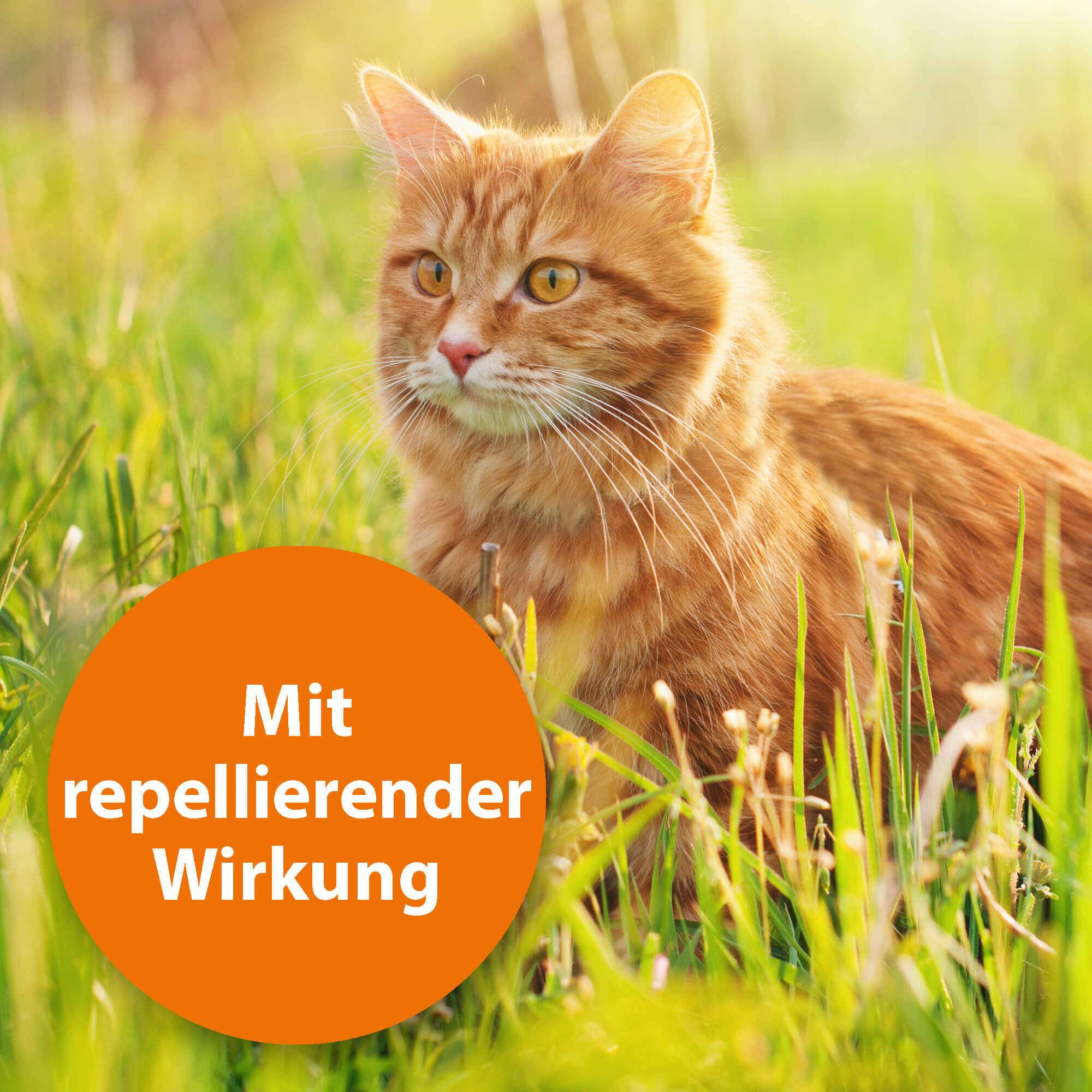 ardap-spot-on-f-r-katzen-3-tuben-bis-12-wochen-schutz image 5