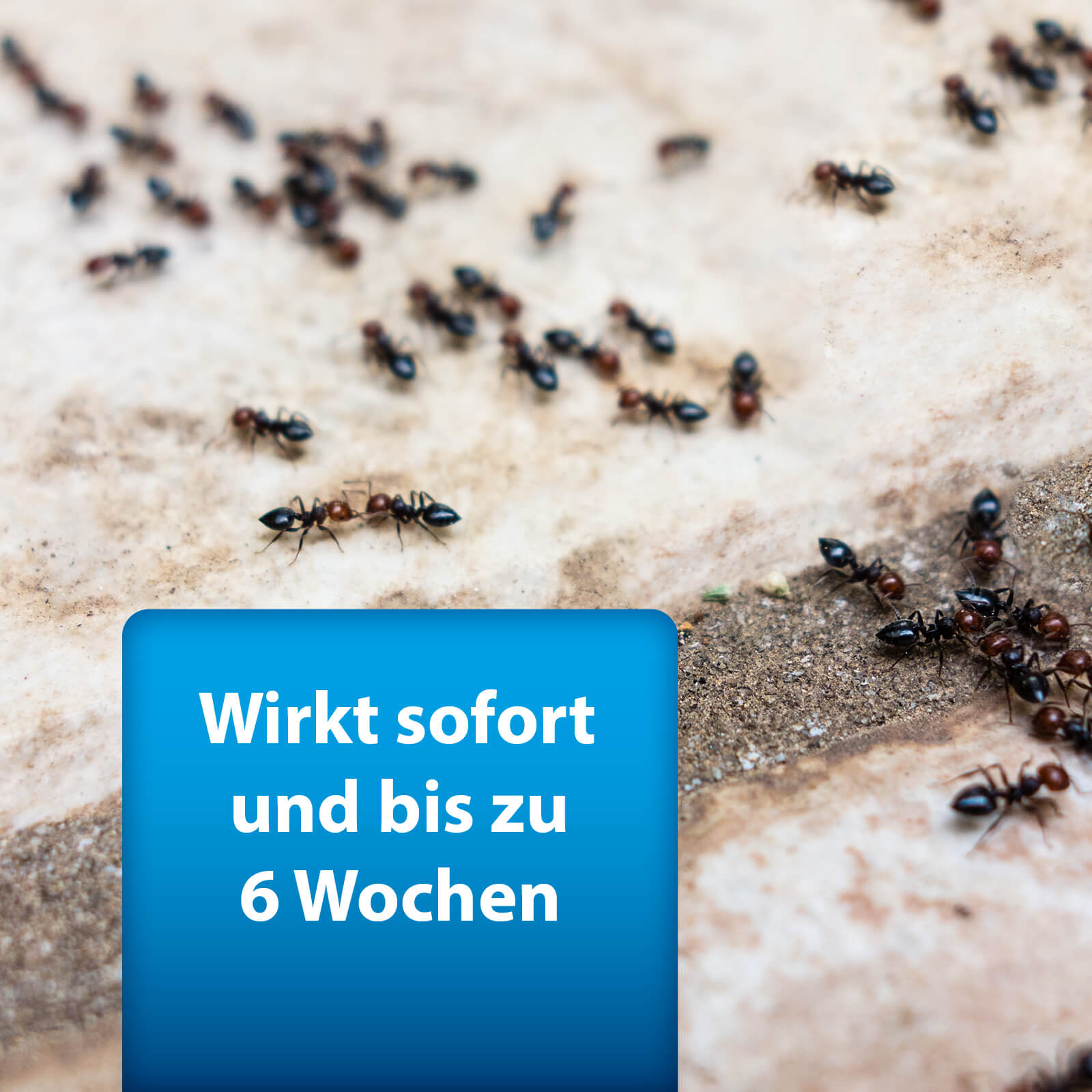 ardap-pro-ungezieferspray-750-ml-langzeitwirkung image 4