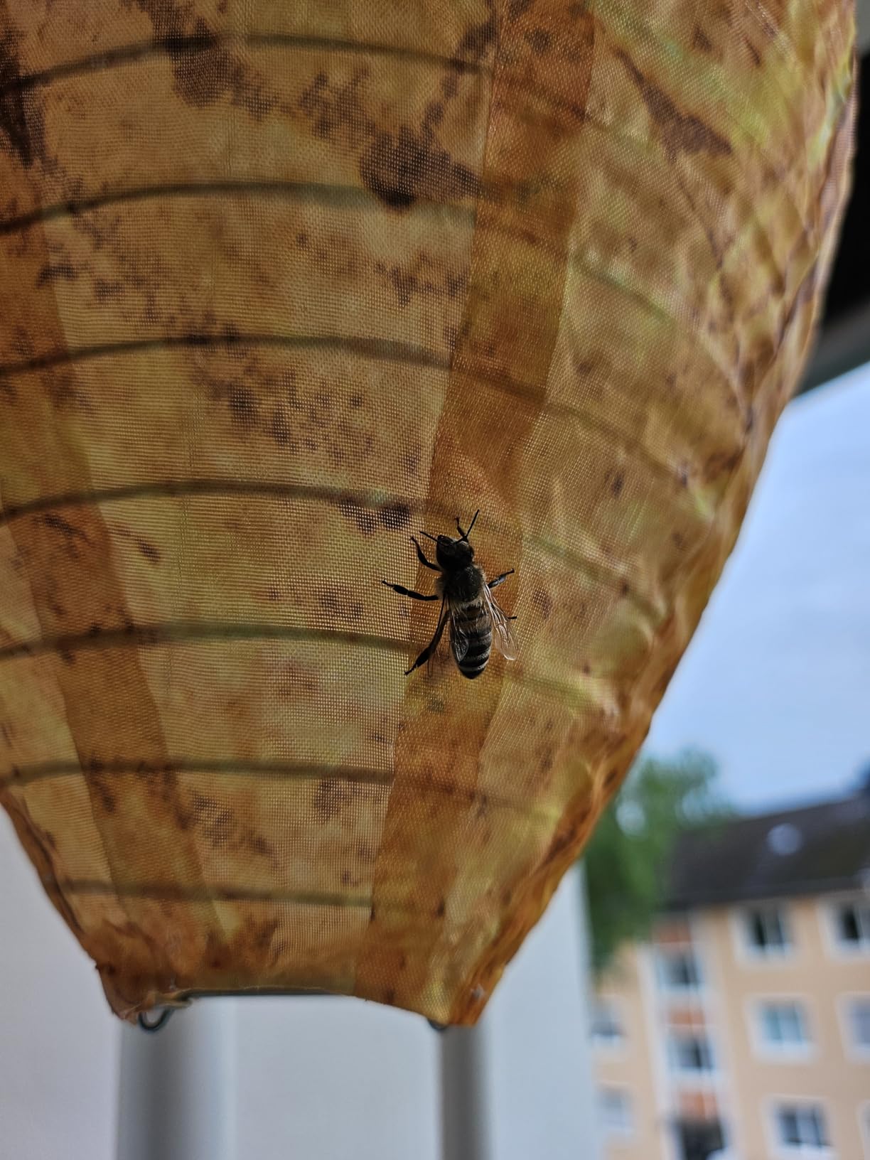 Wetterfest