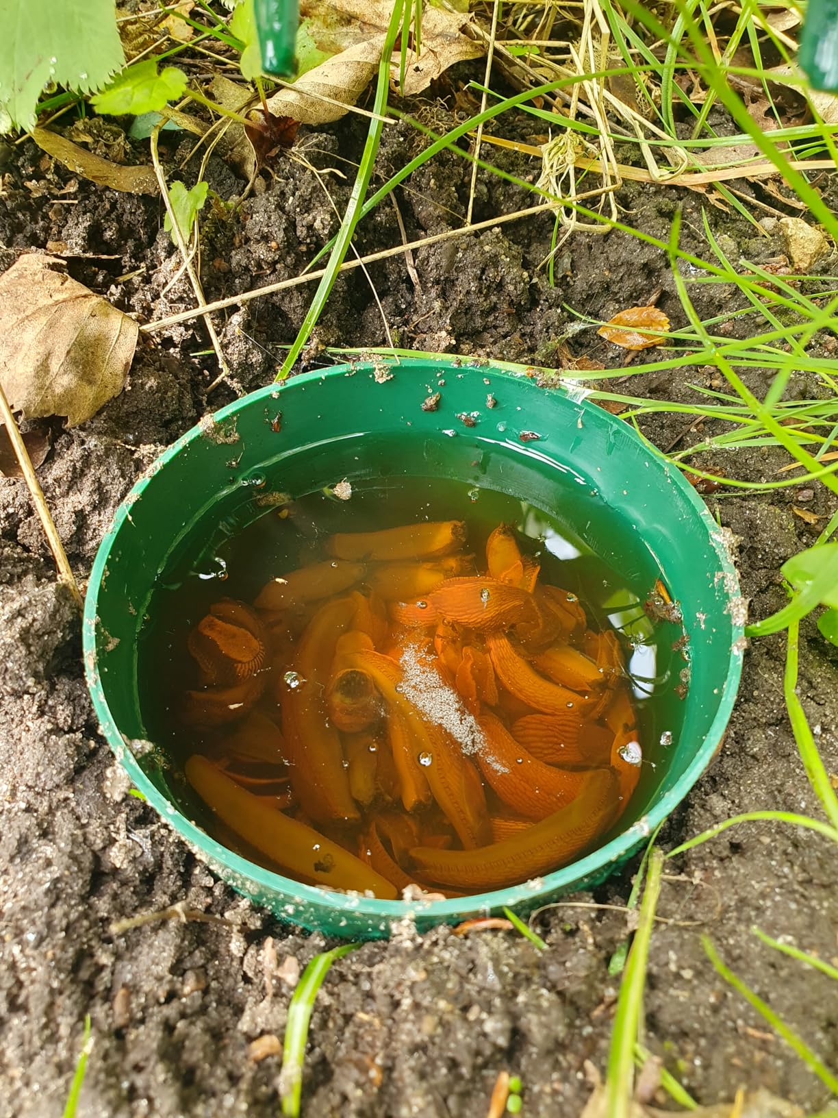 Salat gerettet