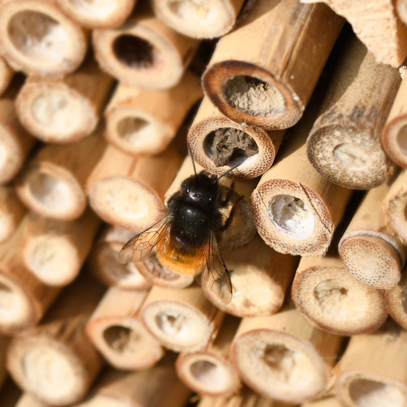 gardigo-gardosi-insektenhotel-bausatz-diy-set-fichtenholz image 6