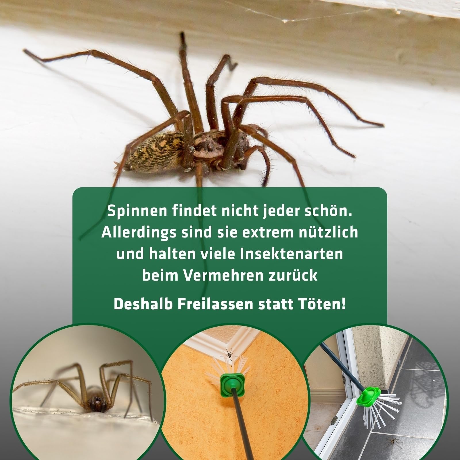 gardigo-m-use-feind-spinnenf-nger-65-cm-lebend-fangen image 4