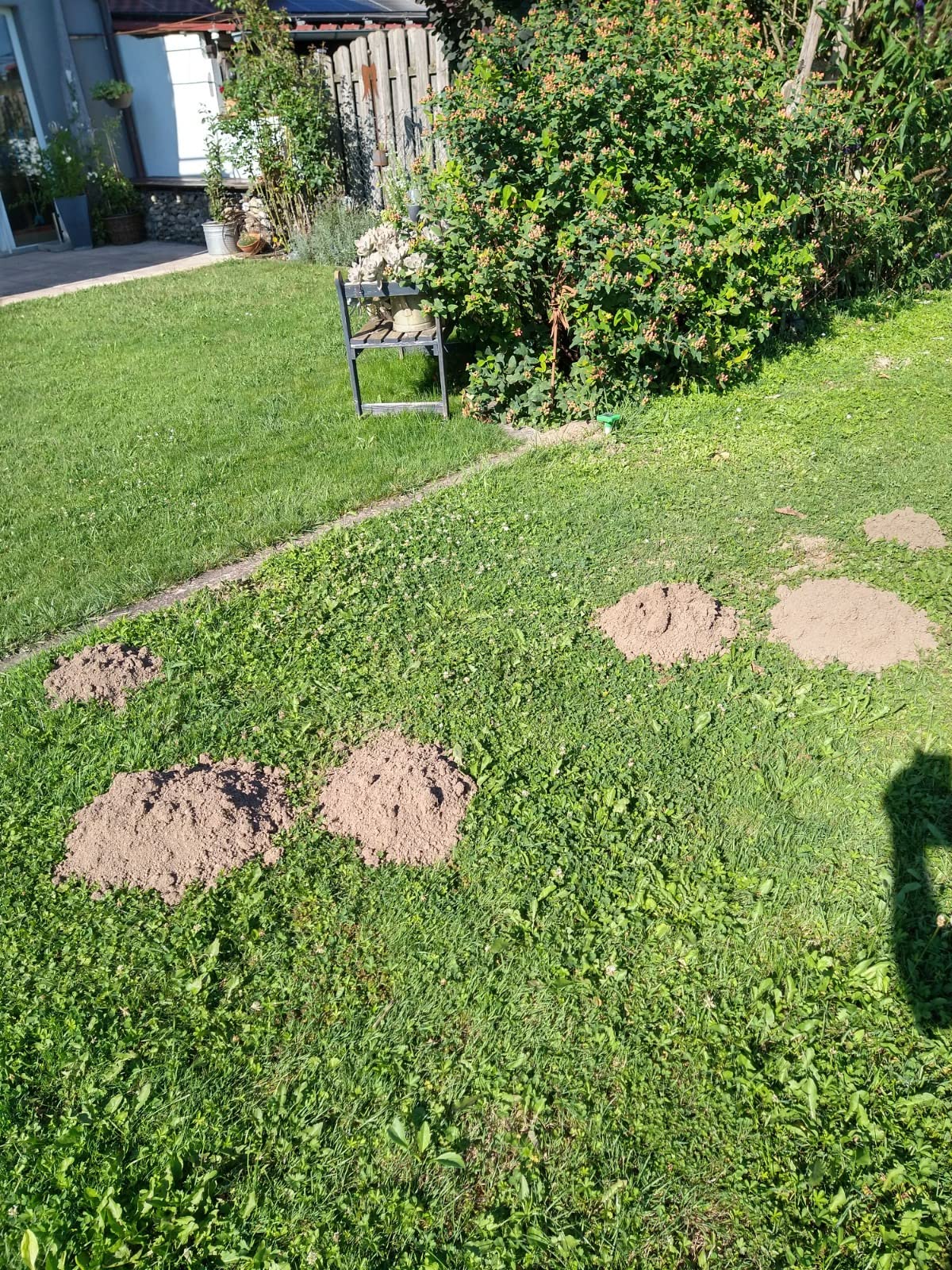 Wühlmäuse weg