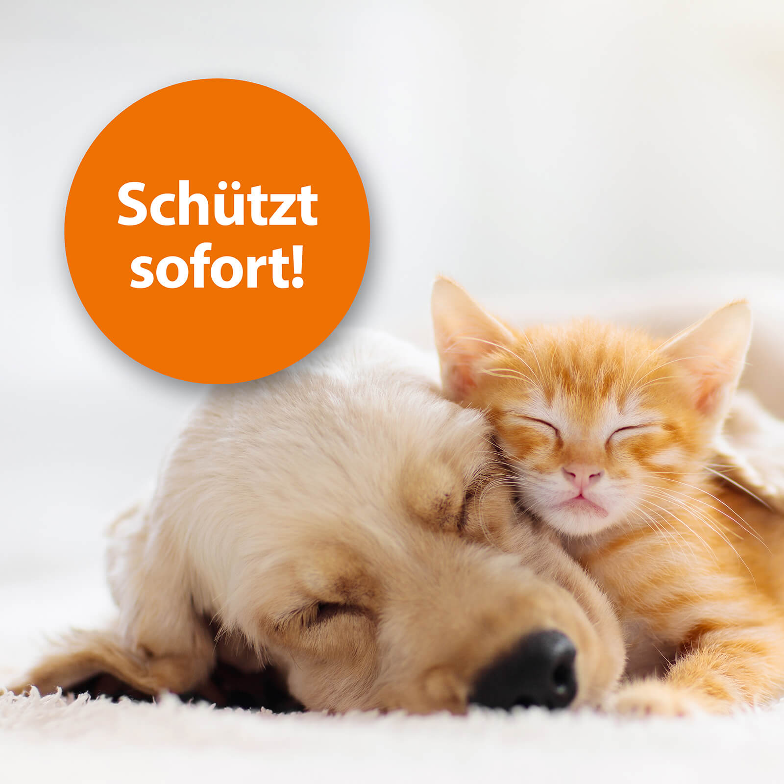 ardap-repell-flohspray-f-r-hunde-katzen-250-ml image 3