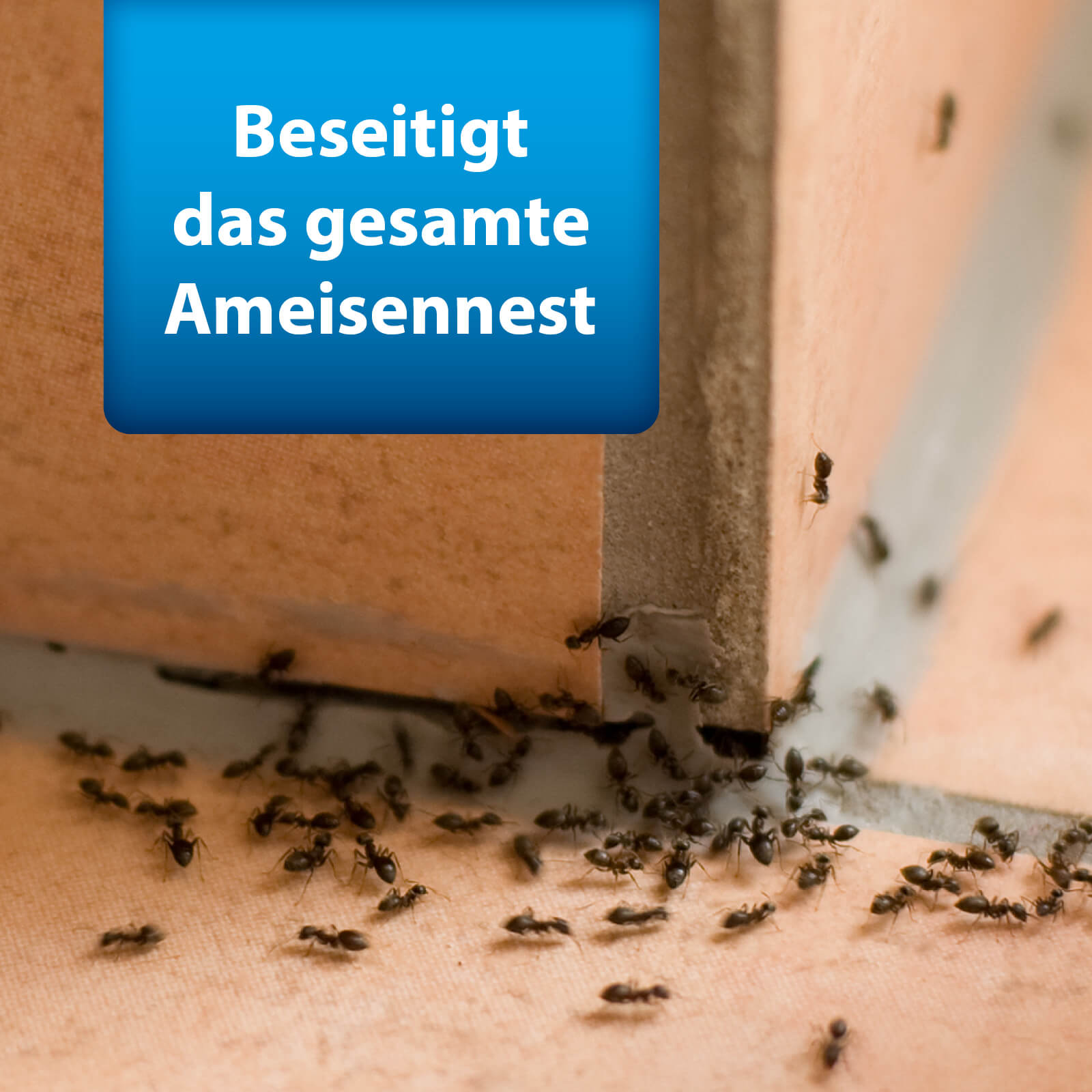 ardap-pro-anti-ameisen-set-ameisenmittel image 5