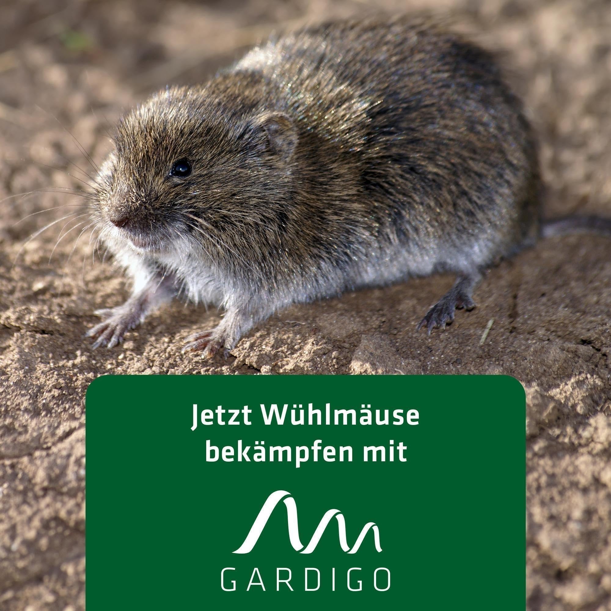 gardigo-m-use-feind-w-hlmausfalle-3er-set-beidseitiger-fang image 6