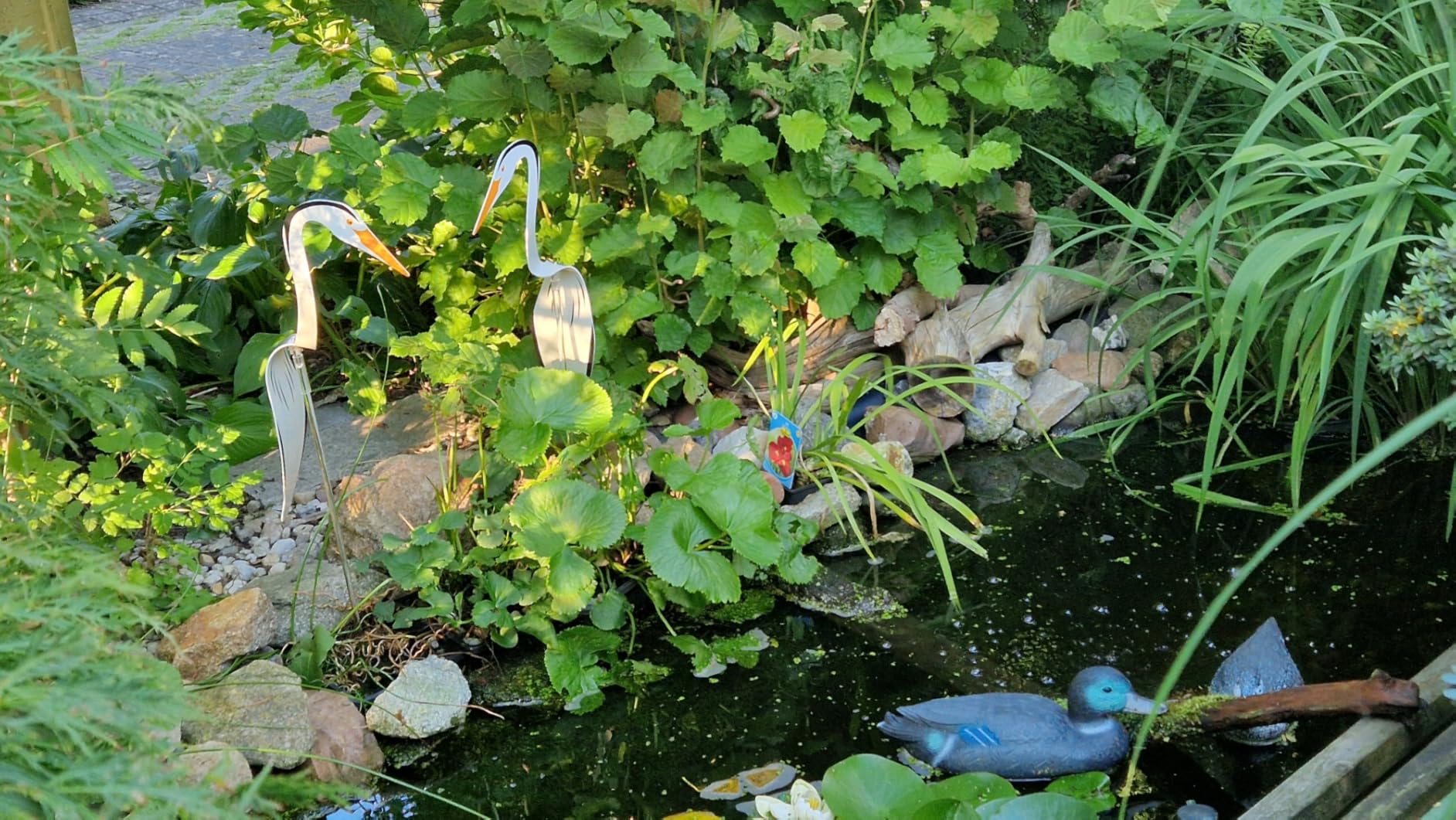 Fische entspannt
