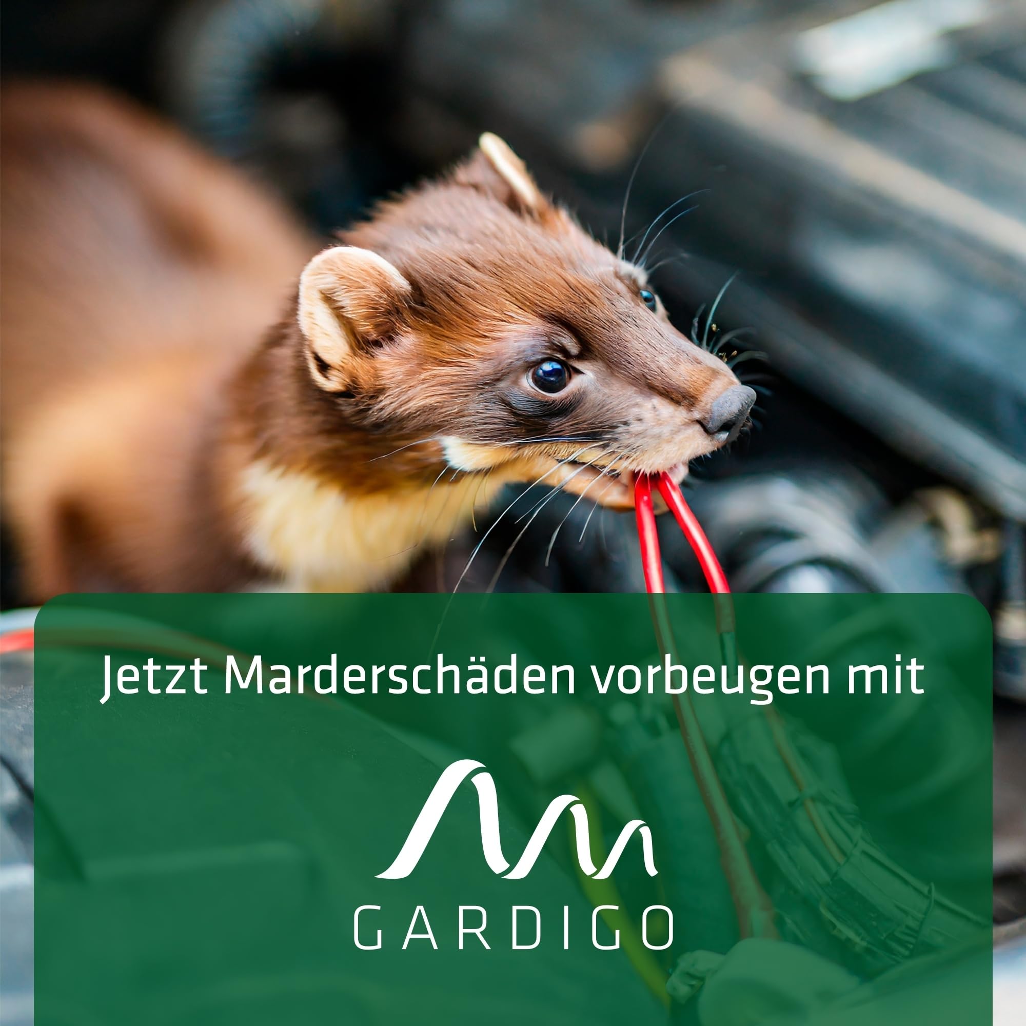 gardigo-marder-frei-marderschreck-granulat-300g-eukalyptus image 2