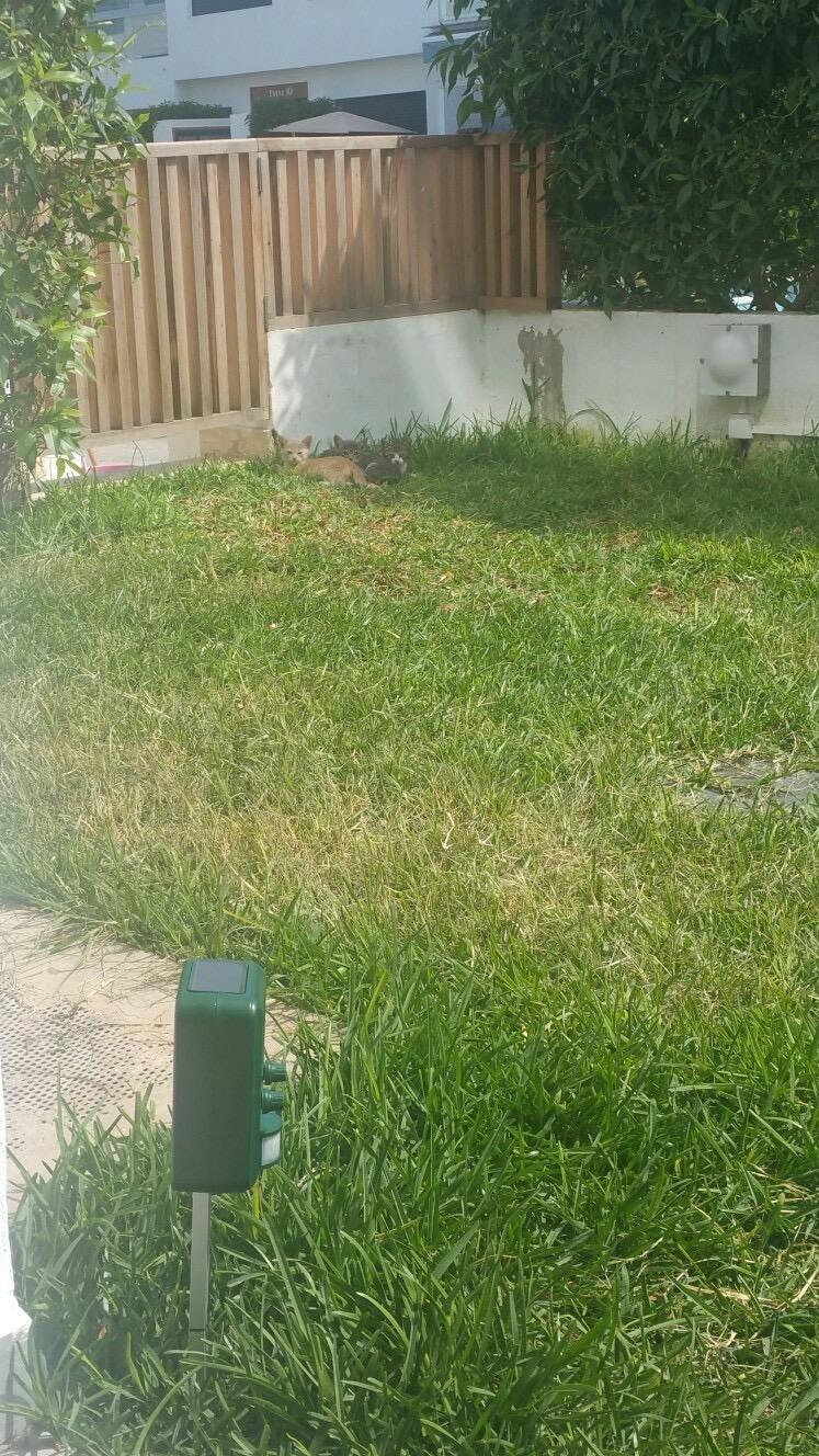 Hunde meiden Zaun