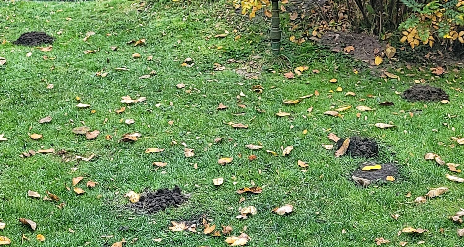 Rasen gerettet