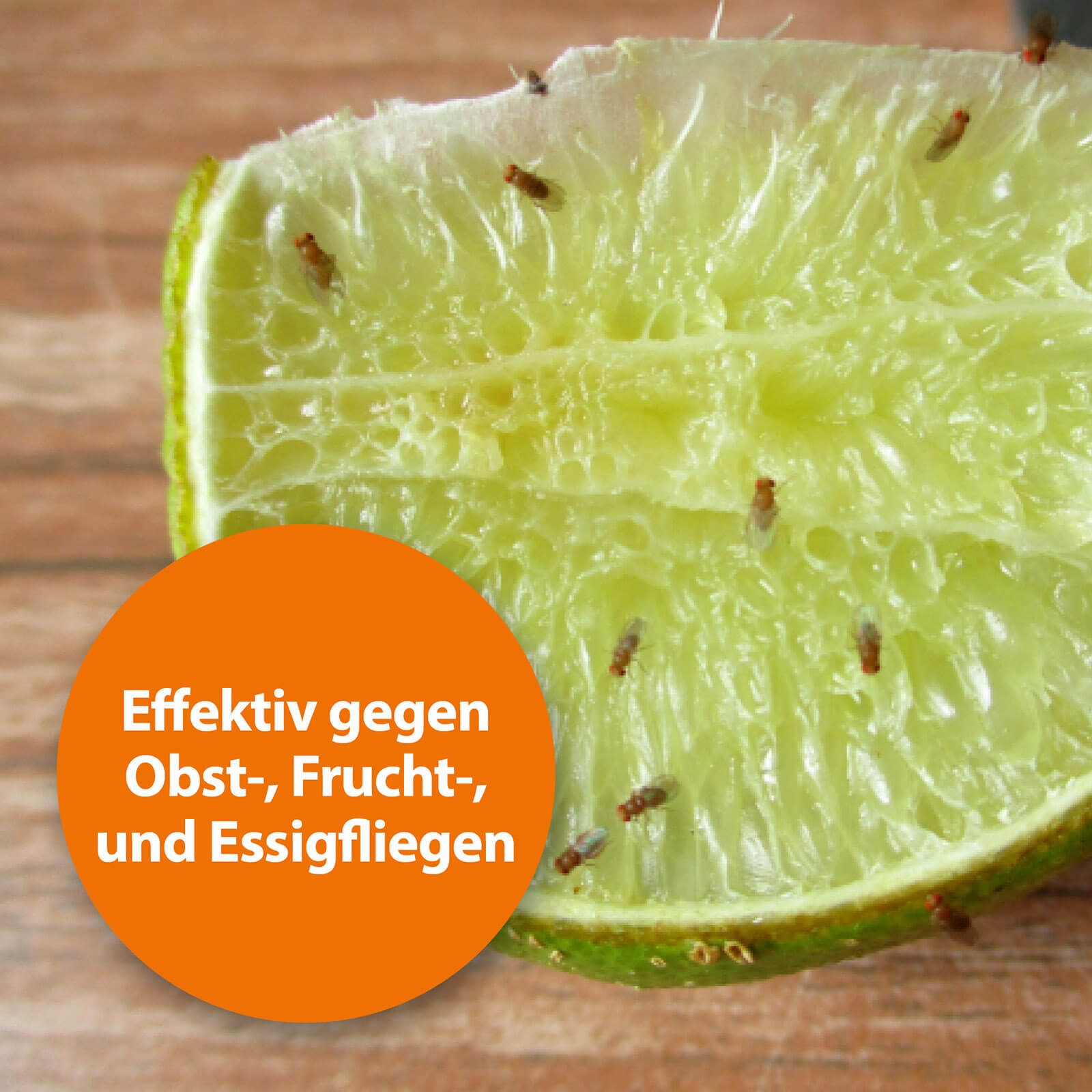 ardap-pro-fruchtfliegenfalle-insektizidfrei-6-wochen image 4