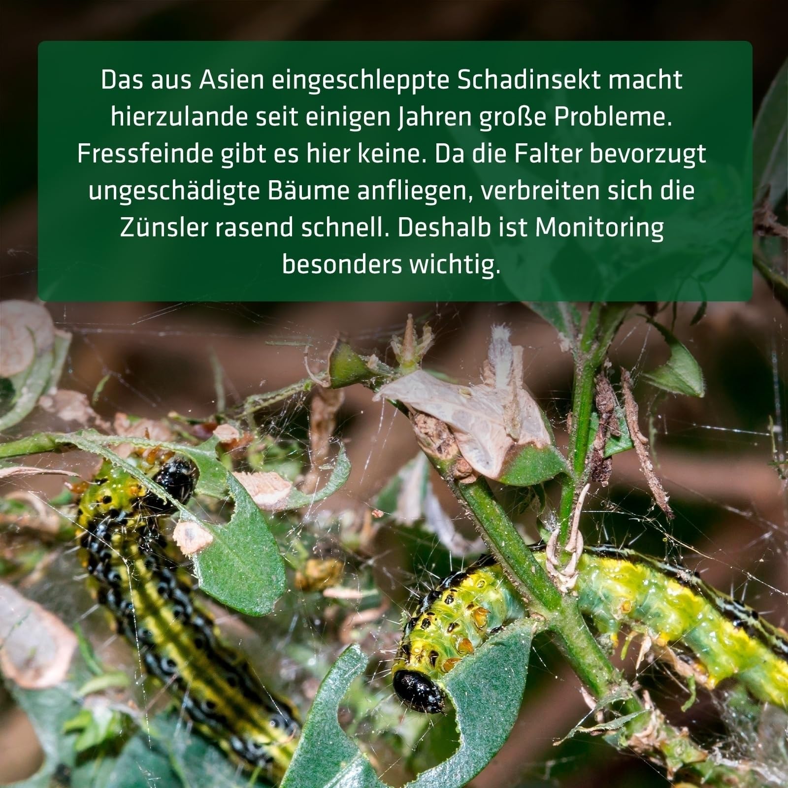 gardigo-klatschigo-buchsbaumz-nsler-pheromonfalle-180m image 7