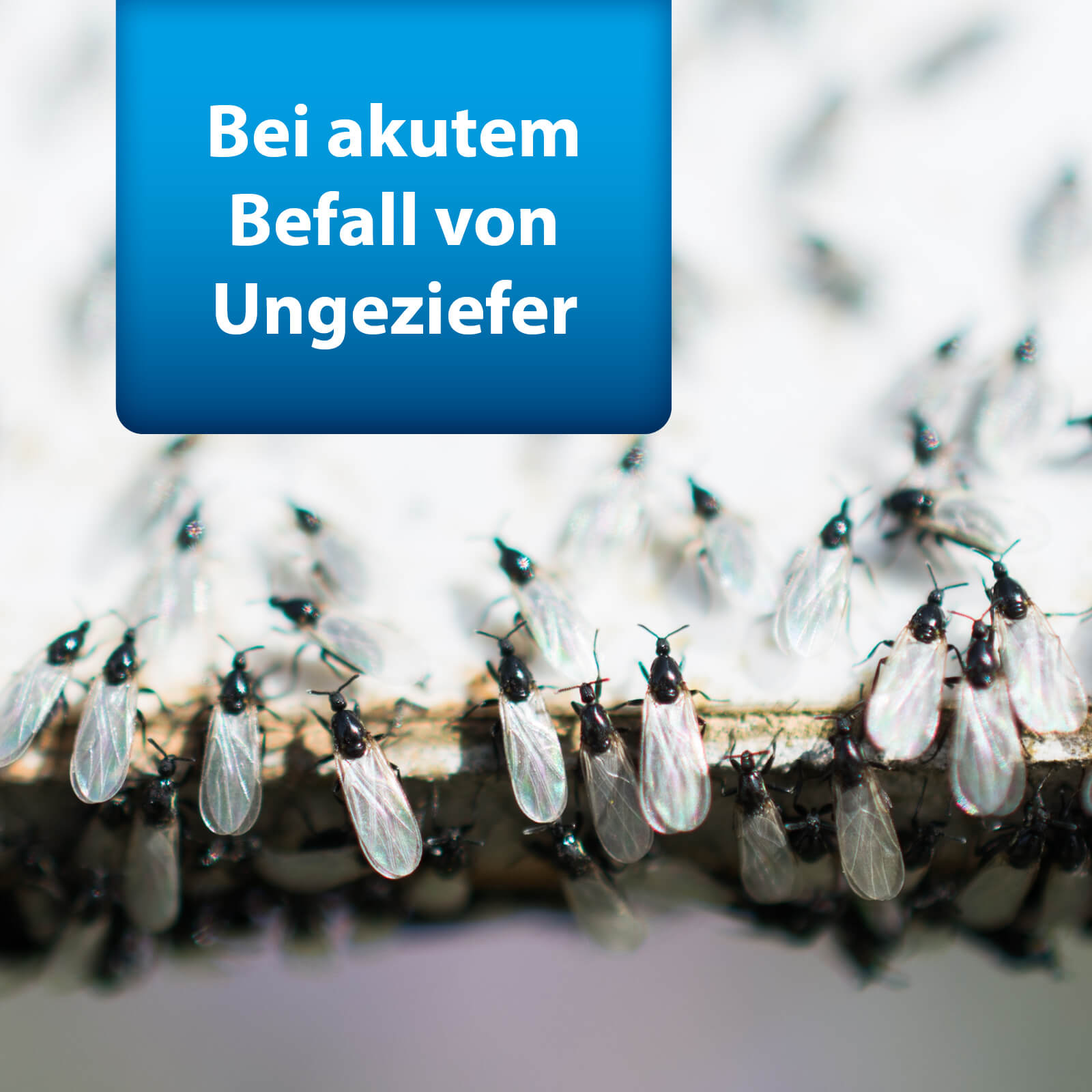 ardap-pro-ungeziefer-konzentrat-500ml-f-r-350m image 3
